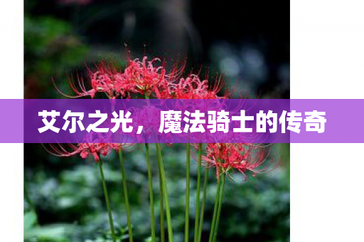 魔法骑士的传奇图片