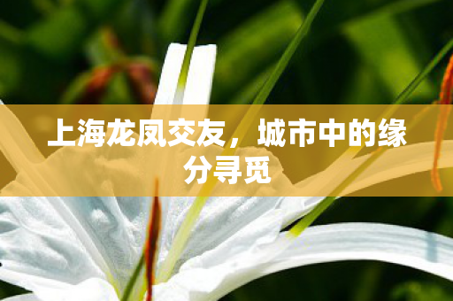 城市中的缘分寻觅图片