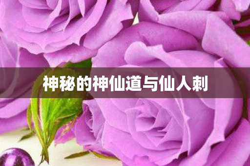 神秘的神仙道与仙人刺图片