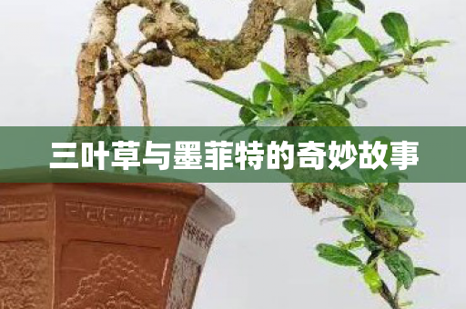 三叶草与墨菲特的奇妙故事图片