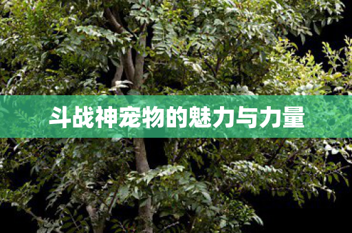 斗战神宠物的魅力与力量图片