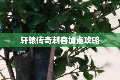 轩辕传奇刺客加点攻略图片