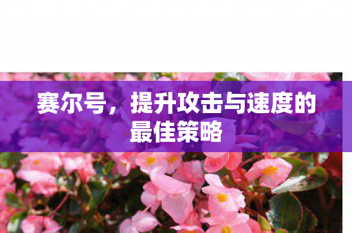 提升攻击与速度的最佳策略图片