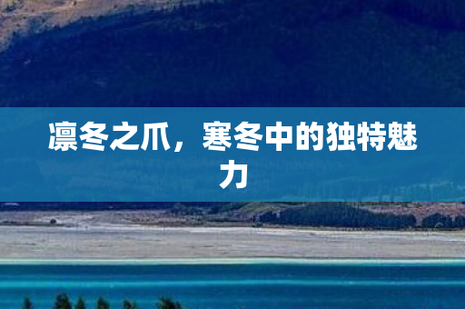 寒冬中的独特魅力图片