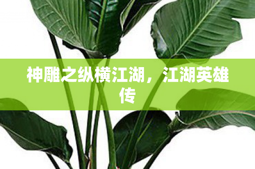 神雕之纵横江湖图片