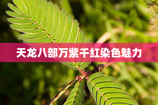天龙八部万紫千红染色魅力图片