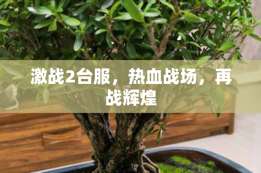 激战2台服图片