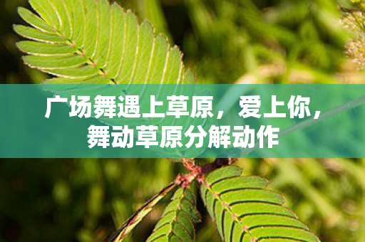 舞动草原分解动作图片