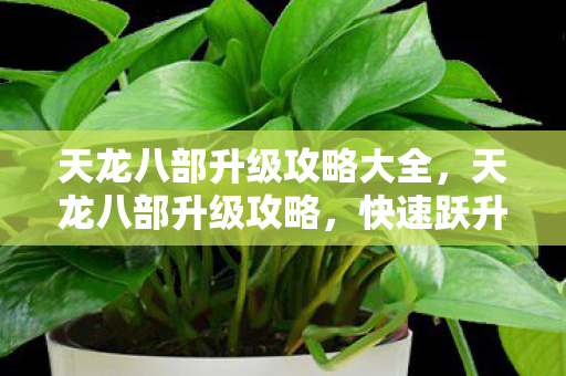天龙八部升级攻略大全图片