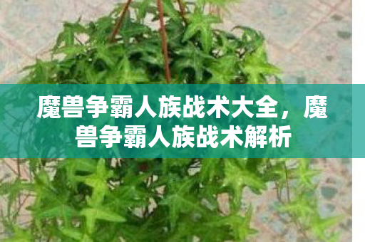 魔兽争霸人族战术大全,魔兽争霸人族战术解析 魔兽争霸人族战术大全,魔兽争霸人族战术解析