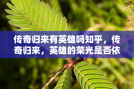 英雄的荣光是否依旧闪耀图片