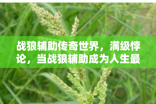 战狼辅助传奇世界，满级悖论，当战狼辅助成为人生最锋利的逃生舱