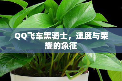 速度与荣耀的象征图片