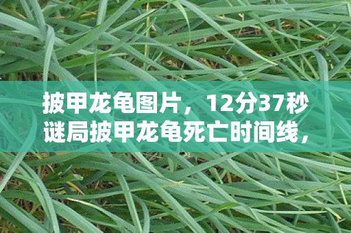 披甲龙龟图片，12分37秒谜局披甲龙龟死亡时间线，当最后0.01%玩家在2027年3月14日03:17集体泪目