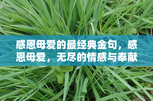 感恩母爱的最经典金句，感恩母爱，无尽的情感与奉献