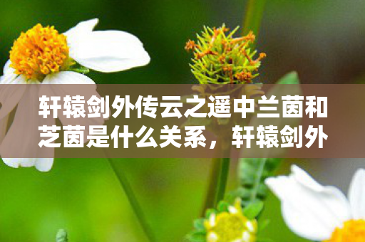 轩辕剑外传云之遥中兰茵和芝茵是什么关系,轩辕剑外传,云之遥—探寻古老神话的奇幻之旅 轩辕剑外传云之遥中兰茵和芝茵是什么关系,轩辕剑外传,云之遥—探寻古老神话的奇幻之旅