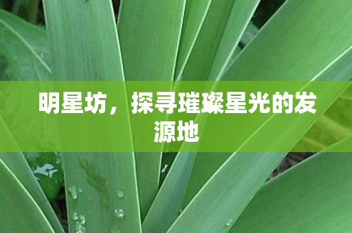 探寻璀璨星光的发源地图片