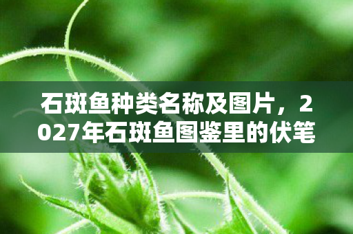 17种石斑鱼数据大起底图片