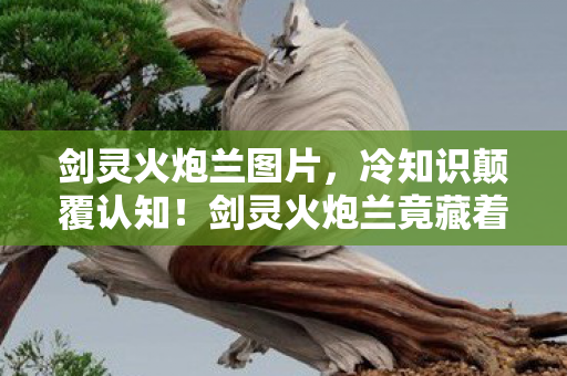 剑灵火炮兰图片,剑灵火炮兰,七次版本迭代后,我摸到了策划藏了八年的秘密 剑灵火炮兰图片,剑灵火炮兰,七次版本迭代后,我摸到了策划藏了八年的秘密