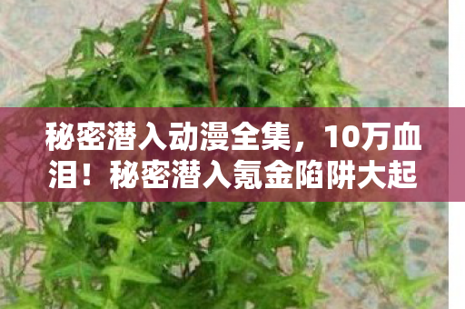 秘密潜入动漫全集，10万血泪！秘密潜入氪金陷阱大起底，这隐情让我吓一大跳！