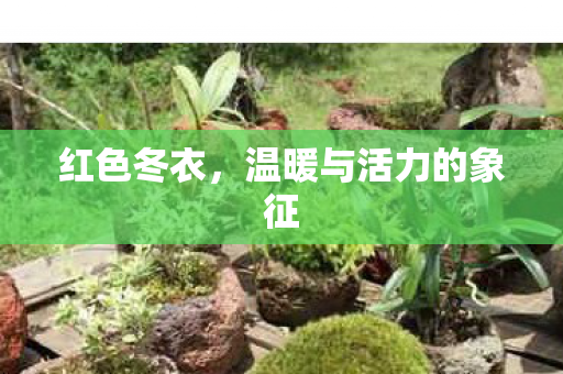 温暖与活力的象征图片