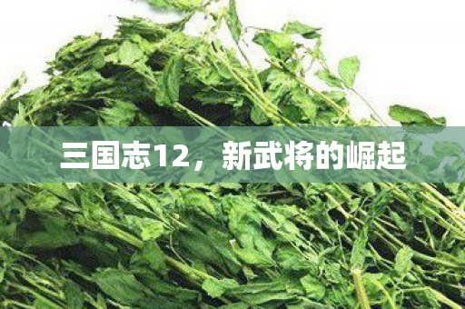 新武将的崛起图片