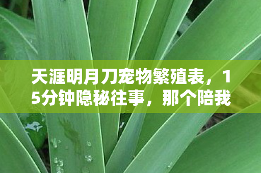 天涯明月刀宠物繁殖表，15分钟隐秘往事，那个陪我通宵的宠物，如今只剩哽咽