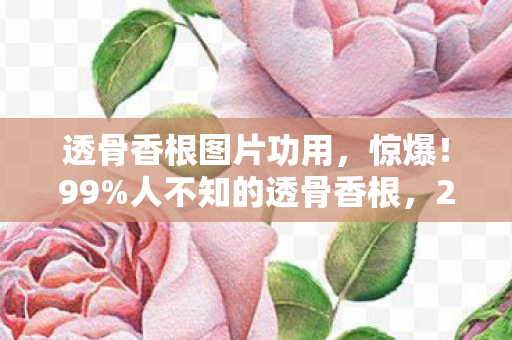 透骨香根图片功用,惊爆!99%人不知的透骨香根,2027年竟藏着这等秘密? 透骨香根图片功用,惊爆!99%人不知的透骨香根,2027年竟藏着这等秘密?