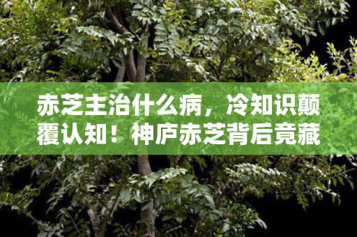 芝柏售后热线电话号码，深夜3次致电芝柏售后！99%玩家不知道的时间陷阱让我崩溃到哭