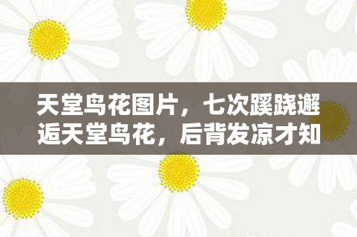 天堂鸟花图片,七次蹊跷邂逅天堂鸟花,后背发凉才知被游戏玩弄半生 天堂鸟花图片,七次蹊跷邂逅天堂鸟花,后背发凉才知被游戏玩弄半生