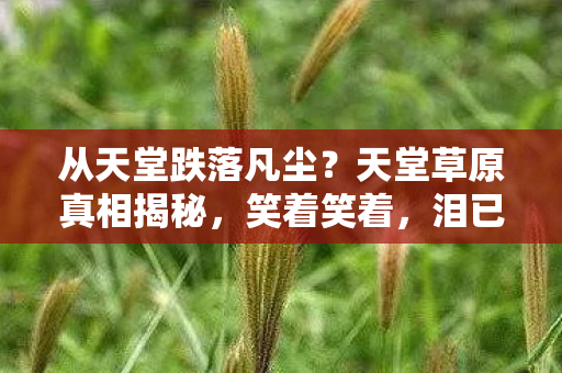 从天堂跌落凡尘?天堂草原真相揭秘,笑着笑着,泪已决堤 从天堂跌落凡尘?天堂草原真相揭秘,笑着笑着,泪已决堤