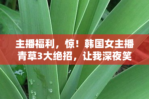 主播福利,惊!韩国女主播青草3大绝招,让我深夜笑出猪叫的体验! 主播福利,惊!韩国女主播青草3大绝招,让我深夜笑出猪叫的体验!