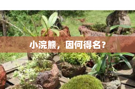 因何得名图片