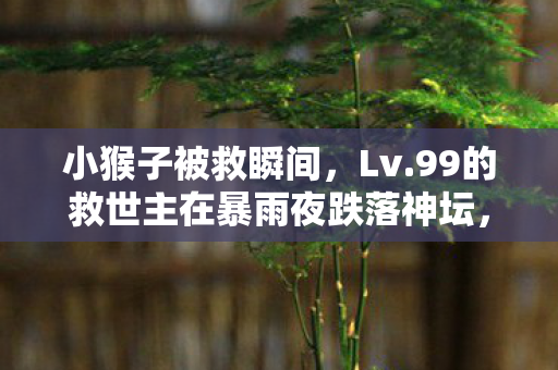 小猴子被救瞬间,Lv.99的救世主在暴雨夜跌落神坛,当虚拟圣光刺穿现实躯壳 小猴子被救瞬间,Lv.99的救世主在暴雨夜跌落神坛,当虚拟圣光刺穿现实躯壳