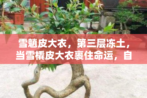 雪魈皮大衣,第三层冻土,当雪橇皮大衣裹住命运,自由是更深的枷锁? 雪魈皮大衣,第三层冻土,当雪橇皮大衣裹住命运,自由是更深的枷锁?