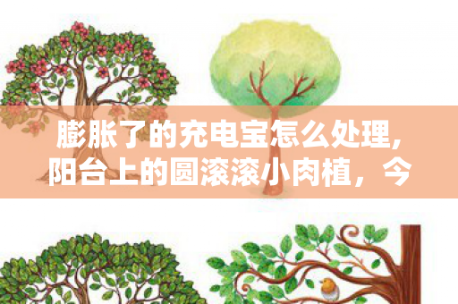 膨胀了的充电宝怎么处理,阳台上的圆滚滚小肉植,今夏悄悄膨胀成了全家团宠 膨胀了的充电宝怎么处理,阳台上的圆滚滚小肉植,今夏悄悄膨胀成了全家团宠