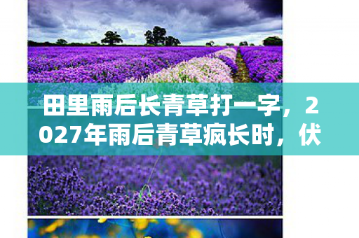 田里雨后长青草打一字，2027年雨后青草疯长时，伏笔里藏着谁的名字，鼻子一酸才懂