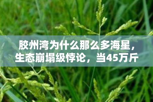 胶州湾为什么那么多海星，生态崩塌级悖论，当45万斤海星成为人类最后的救赎