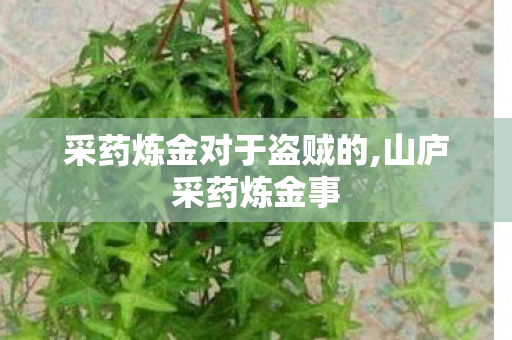 采药炼金对于盗贼的,山庐采药炼金事 采药炼金对于盗贼的,山庐采药炼金事