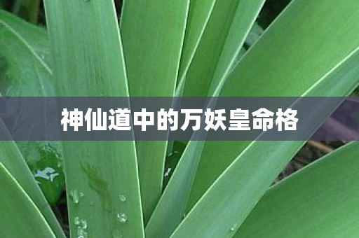 神仙道中的万妖皇命格图片