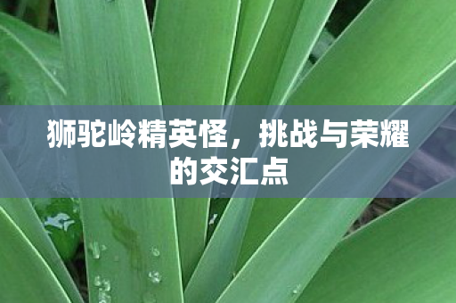 挑战与荣耀的交汇点图片