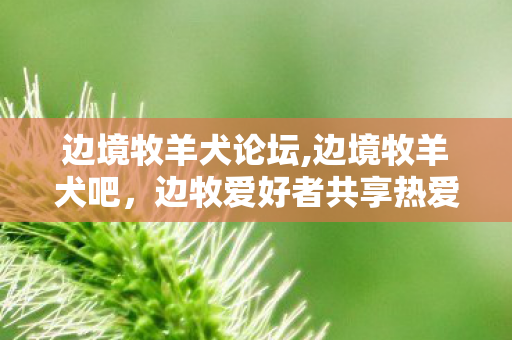 边牧爱好者共享热爱的暖心自留地图片