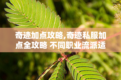 奇迹私服加点全攻略 不同职业流派适配思路详解图片