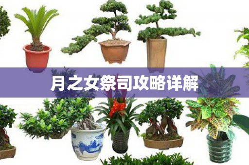 月之女祭司攻略详解图片