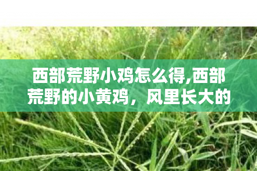 西部荒野小鸡怎么得,西部荒野的小黄鸡,风里长大的软绒小生灵 西部荒野小鸡怎么得,西部荒野的小黄鸡,风里长大的软绒小生灵