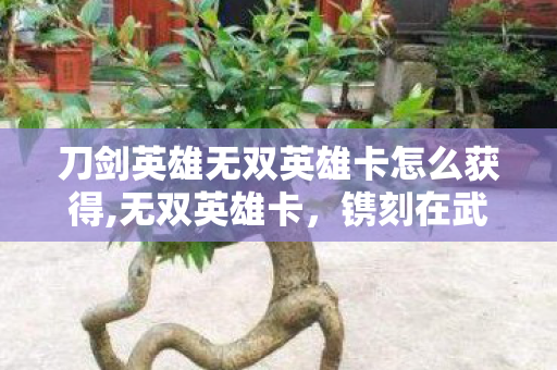 刀剑英雄无双英雄卡怎么获得,无双英雄卡,镌刻在武侠青春里的热血信物 刀剑英雄无双英雄卡怎么获得,无双英雄卡,镌刻在武侠青春里的热血信物