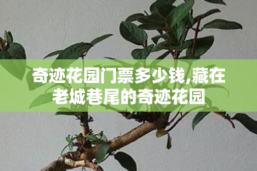 奇迹花园门票多少钱,藏在老城巷尾的奇迹花园 奇迹花园门票多少钱,藏在老城巷尾的奇迹花园