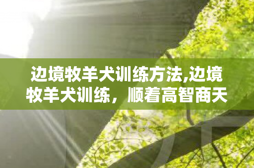 边境牧羊犬训练方法,边境牧羊犬训练，顺着高智商天性解锁人宠共处的舒适模式