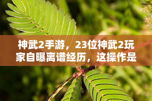 神武2手游,23位神武2玩家自曝离谱经历,这操作是BUG还是官方整活?我当场笑崩 神武2手游,23位神武2玩家自曝离谱经历,这操作是BUG还是官方整活?我当场笑崩