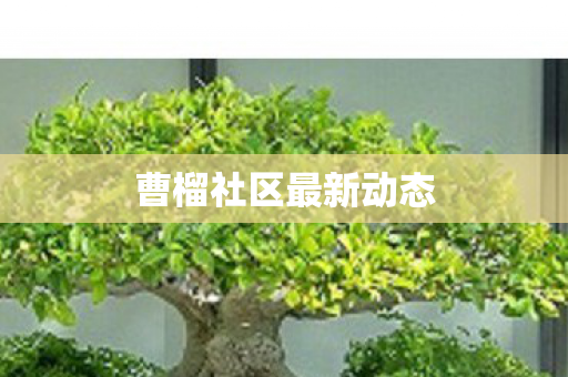曹榴社区最新动态图片